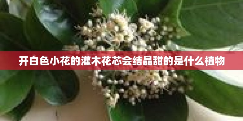 开白色小花的灌木花芯会结晶甜的是什么植物