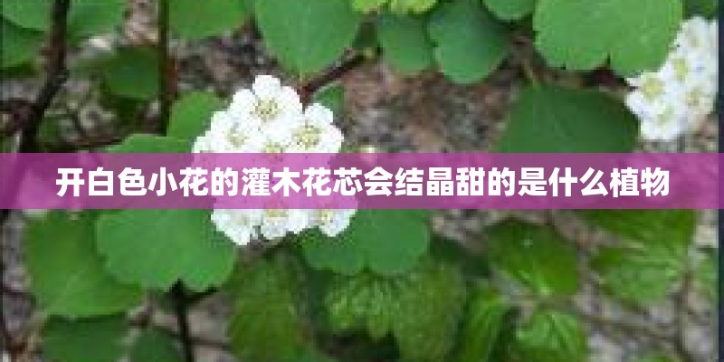 开白色小花的灌木花芯会结晶甜的是什么植物