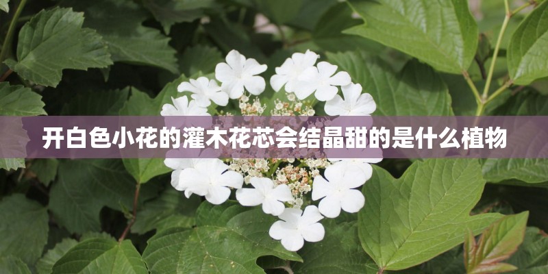 开白色小花的灌木花芯会结晶甜的是什么植物