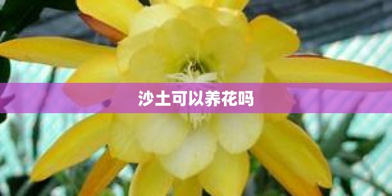 沙土可以养花吗