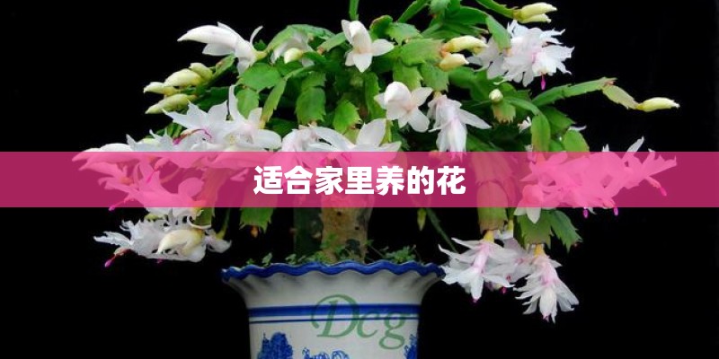 适合家里养的花