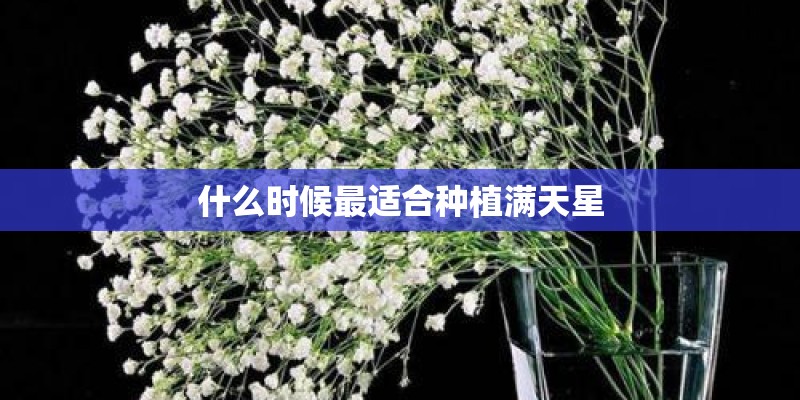 什么时候最适合种植满天星
