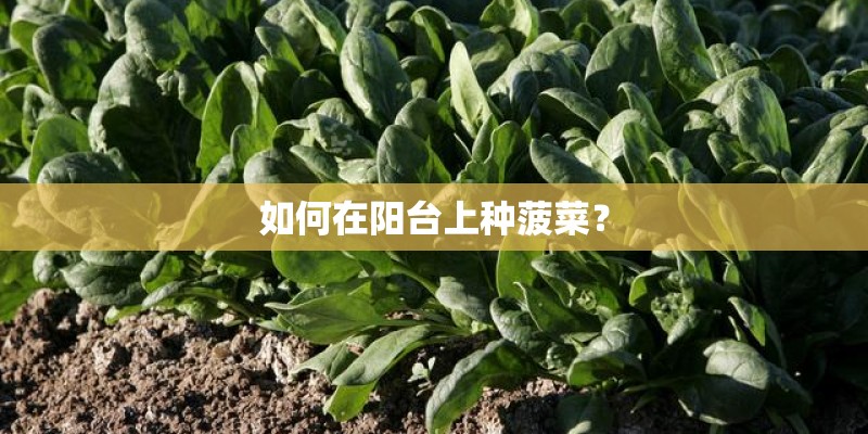 如何在阳台上种菠菜？