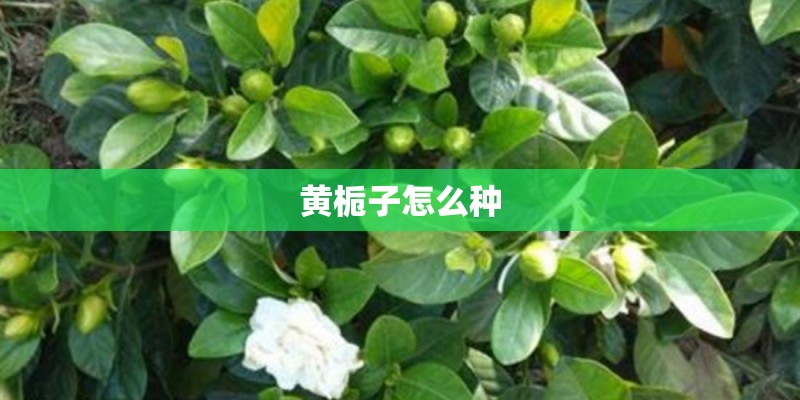 黄栀子怎么种