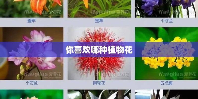 你喜欢哪种植物花