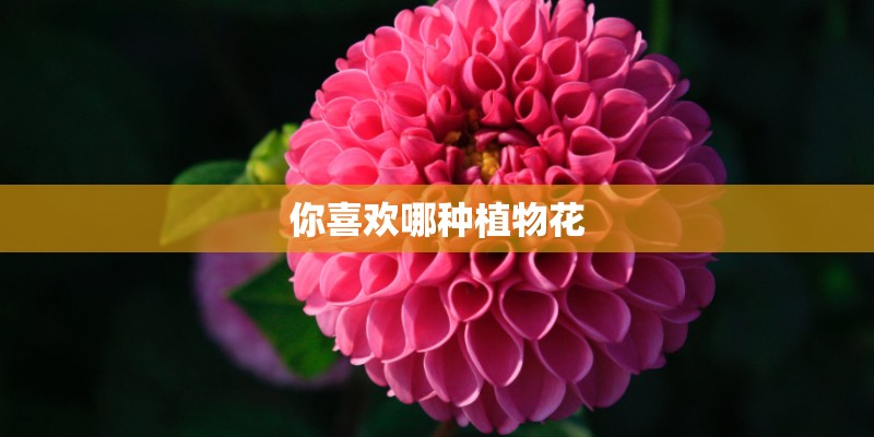 你喜欢哪种植物花