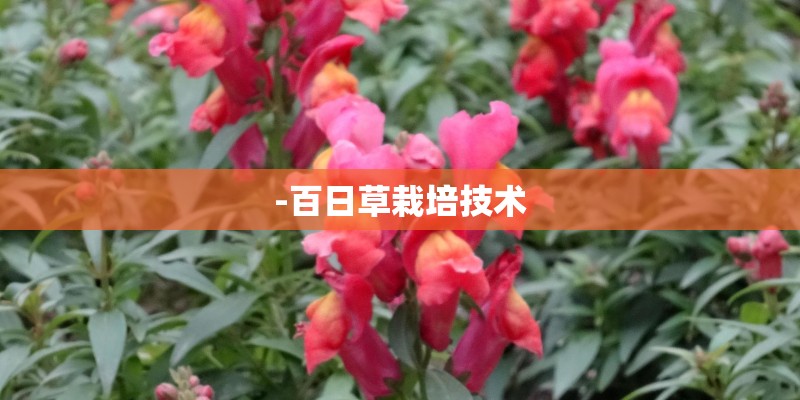 -百日草栽培技术