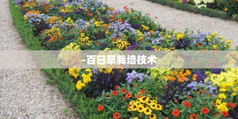 -百日草栽培技术