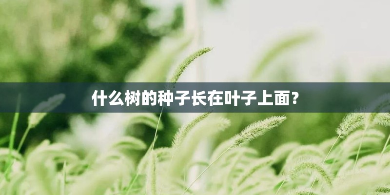 什么树的种子长在叶子上面？