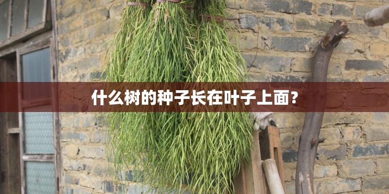 什么树的种子长在叶子上面？