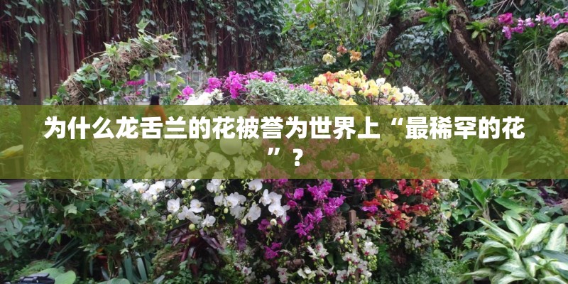 为什么龙舌兰的花被誉为世界上“最稀罕的花”？