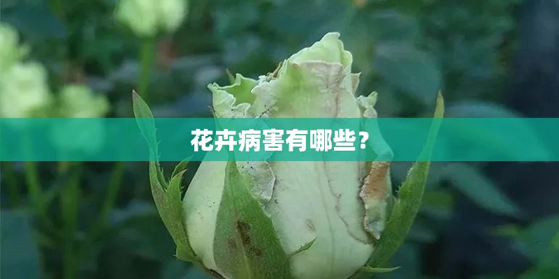 花卉病害有哪些？