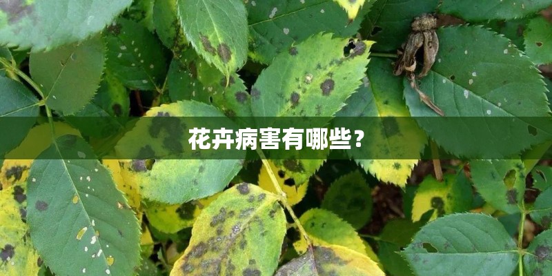 花卉病害有哪些？