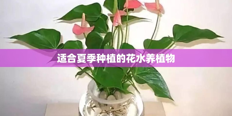 梦见刨坑