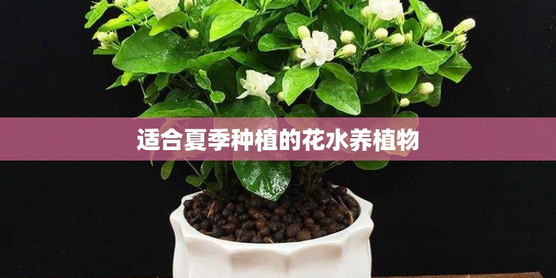 适合夏季种植的花水养植物