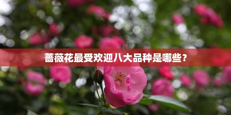 蔷薇花最受欢迎八大品种是哪些？