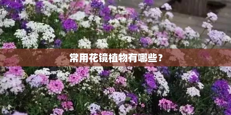 常用花镜植物有哪些？