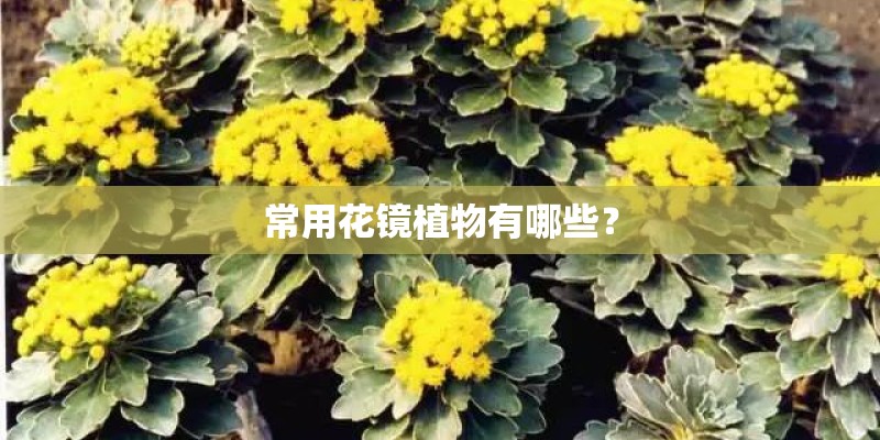 常用花镜植物有哪些？