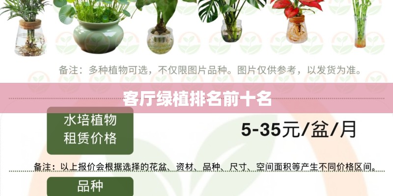 客厅绿植排名前十名