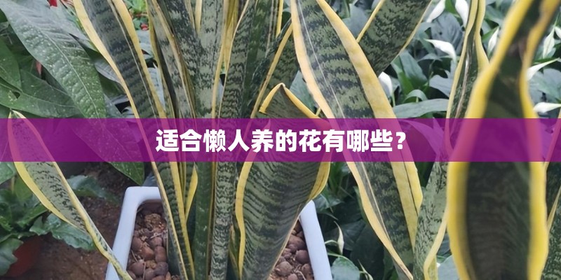 适合懒人养的花有哪些？