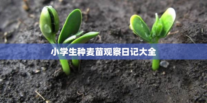小学生种麦苗观察日记大全