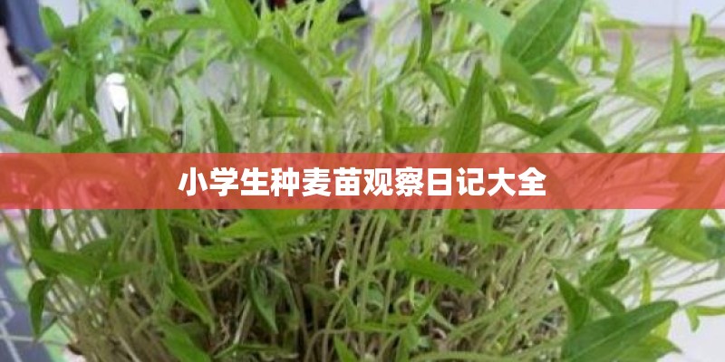 小学生种麦苗观察日记大全