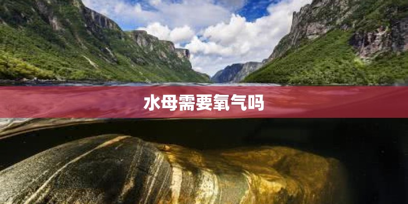 水母需要氧气吗