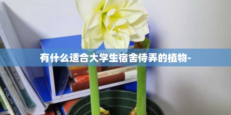 有什么适合大学生宿舍侍弄的植物-