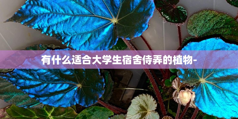 有什么适合大学生宿舍侍弄的植物-