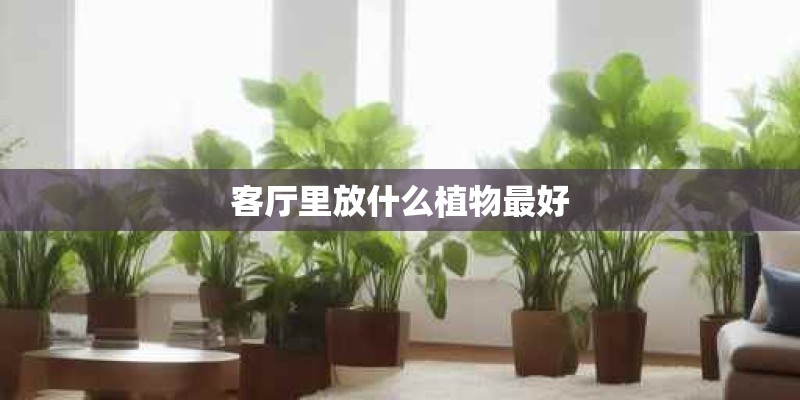 客厅里放什么植物最好