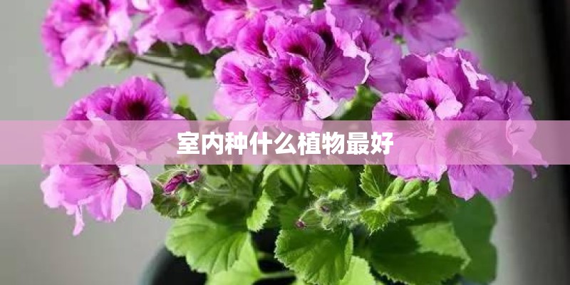 室内种什么植物最好