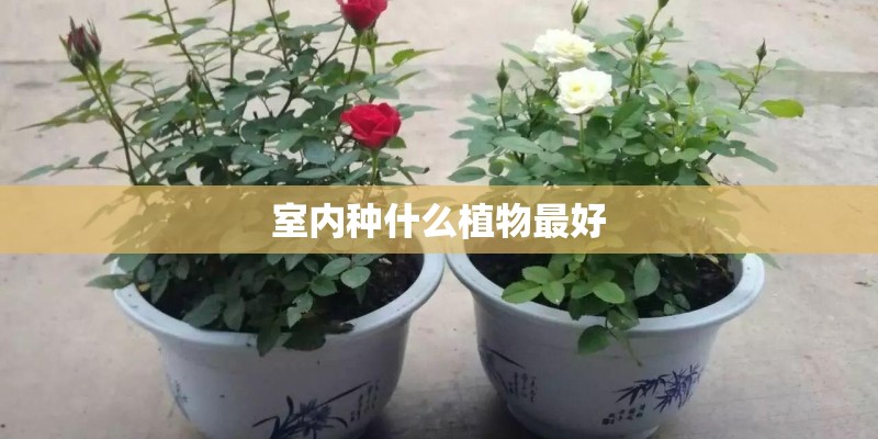 室内种什么植物最好