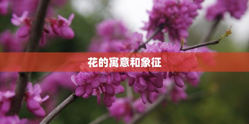 花的寓意和象征