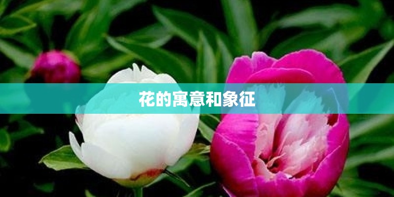 花的寓意和象征
