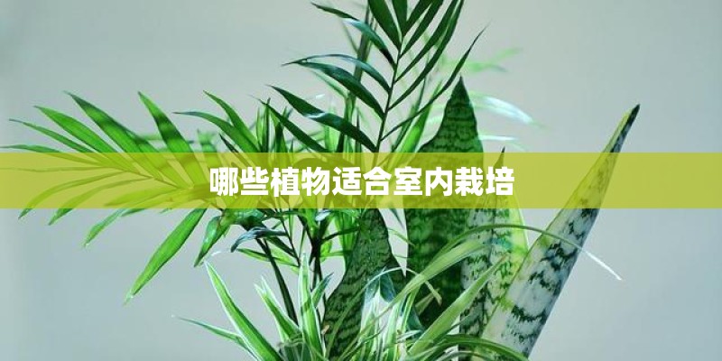 哪些植物适合室内栽培