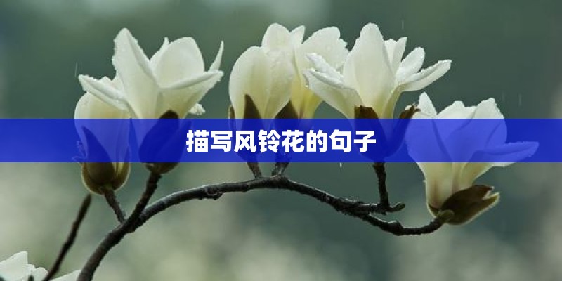 描写风铃花的句子