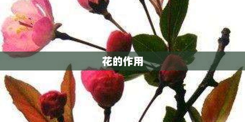 花的作用