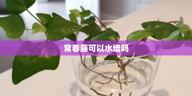 常春藤可以水培吗