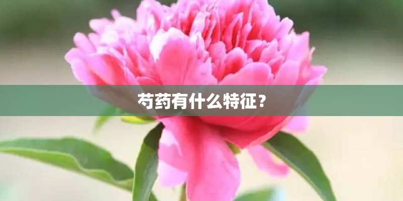 芍药有什么特征？