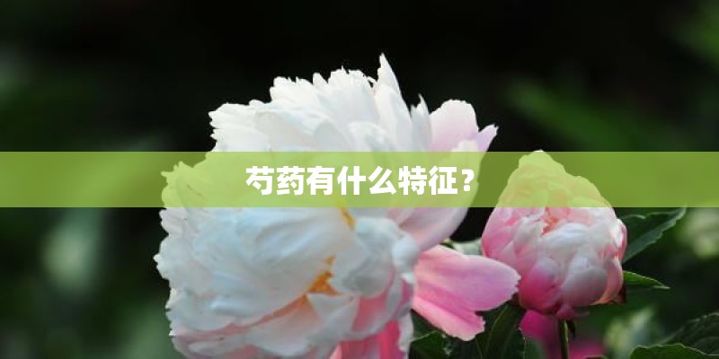 芍药有什么特征？