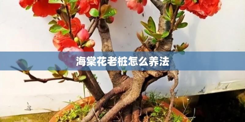 梦见种植植物的预兆