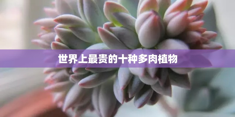 世界上最贵的十种多肉植物