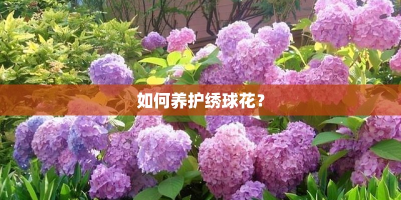 如何养护绣球花？
