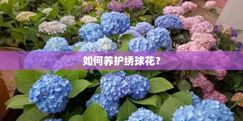 如何养护绣球花？