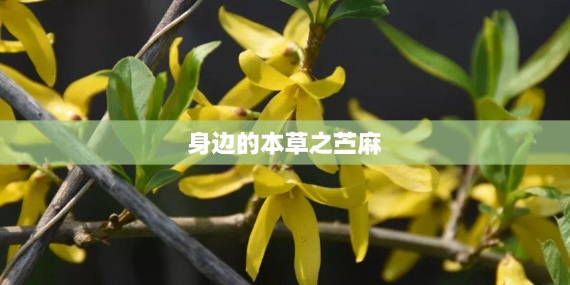 身边的本草之苎麻
