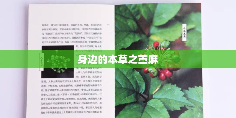 身边的本草之苎麻
