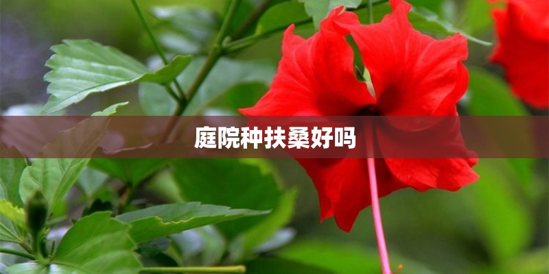 庭院种扶桑好吗