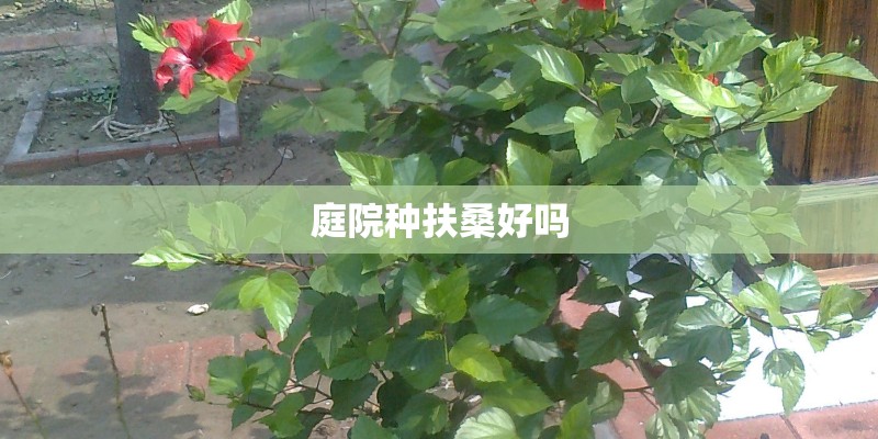 庭院种扶桑好吗