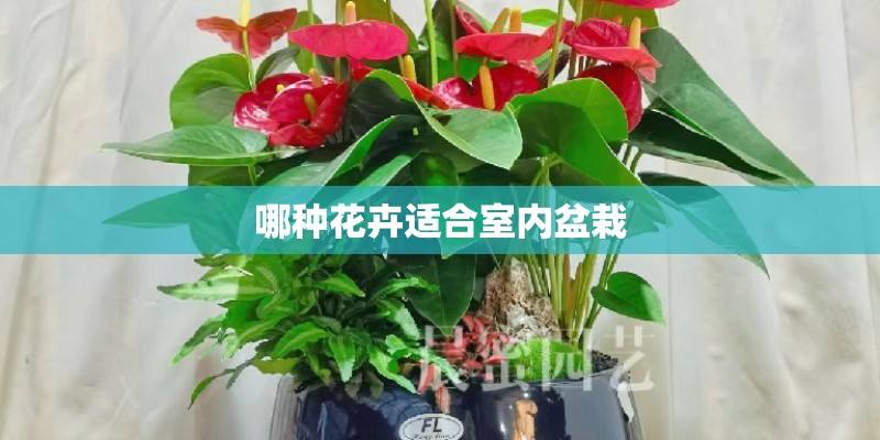 哪种花卉适合室内盆栽