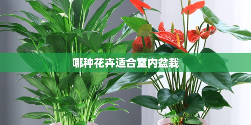 哪种花卉适合室内盆栽